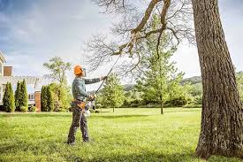 Best Tree Health Inspection  in Shamrock, TX