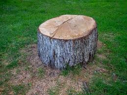 Best Hazardous Tree Removal  in Shamrock, TX