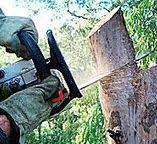 Best Utility Line Clearance  in Shamrock, TX