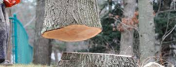 Professional Tree Services in Shamrock, TX