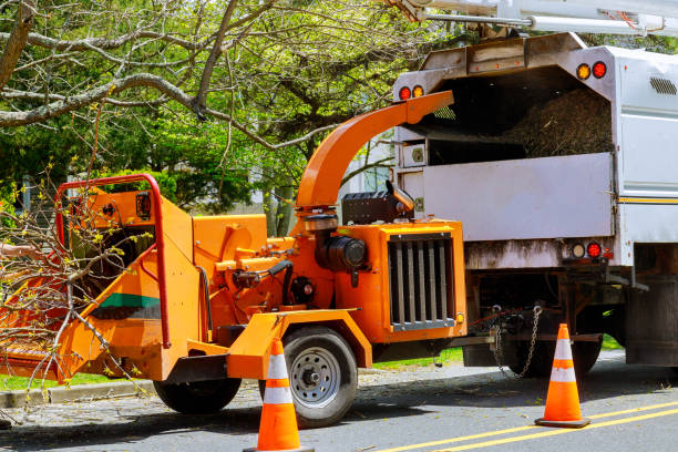 How Our Tree Care Process Works  in  Shamrock, TX