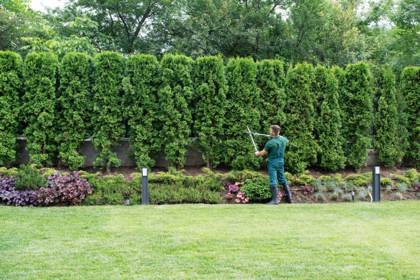 Best Organic Lawn Care Solutions  in Shamrock, TX