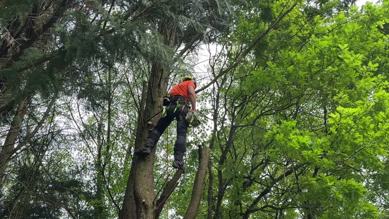Best Tree Removal  in Shamrock, TX
