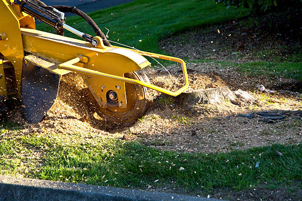 Best Lawn Mowing  in Shamrock, TX